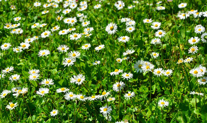 field of daisies