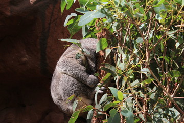 koala in tree
