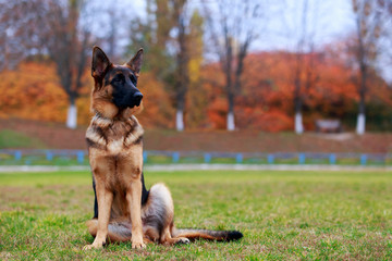 Dog breed German Shepherd