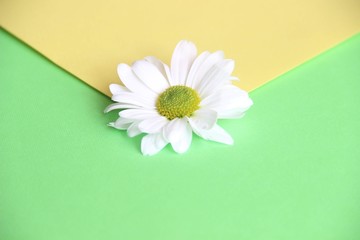 Beautiful two-color envelope with white daisy flower in the center close-up. The concept of the arrival of spring, summer and bright colors. Yellow and blue splashes and blur.