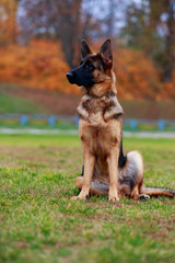 Dog breed German Shepherd