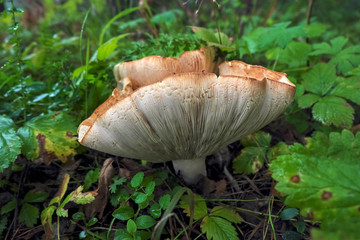 Mushroom in the forest