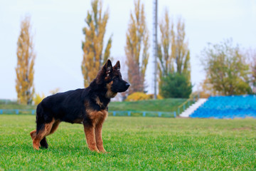 Dog breed German Shepherd