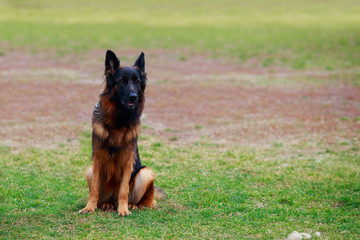 Dog breed German Shepherd