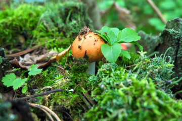 Little mushroom