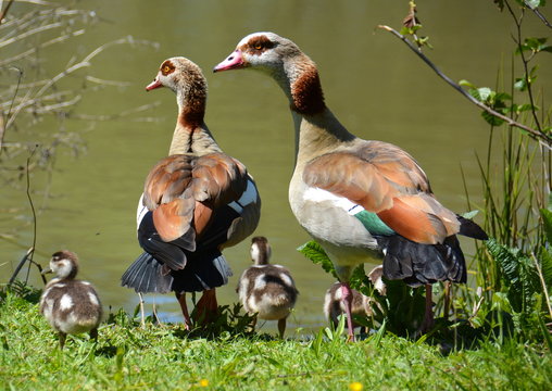 Familie Nilgans
