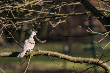 Streptopelia decaocto - turtledove on tree branch.