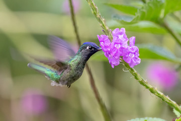 Blue hummingbird Violet Sabrewing flying next to beautiful red flower. Tinny bird fly in jungle. Wildlife in tropic Costa Rica. Two bird sucking nectar from bloom in the forest. Bird behaviour