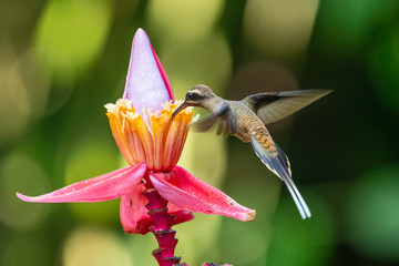 Blue hummingbird Violet Sabrewing flying next to beautiful red flower. Tinny bird fly in jungle. Wildlife in tropic Costa Rica. Two bird sucking nectar from bloom in the forest. Bird behaviour