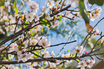Almond tree flowers bloom background.