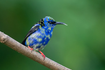 Shining Honeycreeper, Cyanerpes lucidus, exotic tropical blue bird with yellow legs from Costa Rica. Blue songbird in the nature habitat. Tanager from South America