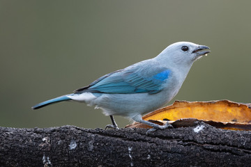 Fototapeta premium Shining Honeycreeper, Cyanerpes lucidus, exotic tropical blue bird with yellow legs from Costa Rica. Blue songbird in the nature habitat. Tanager from South America