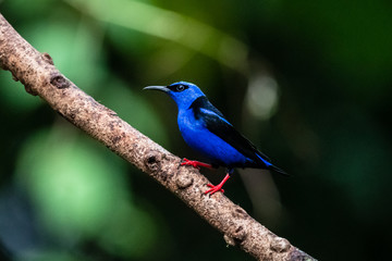 Shining Honeycreeper, Cyanerpes lucidus, exotic tropical blue bird with yellow legs from Costa Rica. Blue songbird in the nature habitat. Tanager from South America