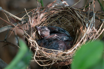 Little birds on nest
