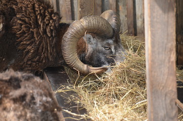 ram in zoo