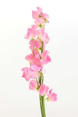 スイートピーの花束　Flowers sweet pea bouquet