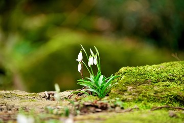 White snowdrops among moss on a large boulder in the spring forest.