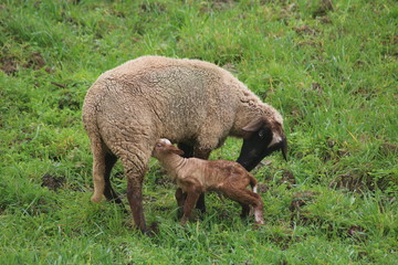 Ovelha bebé, baby sheep