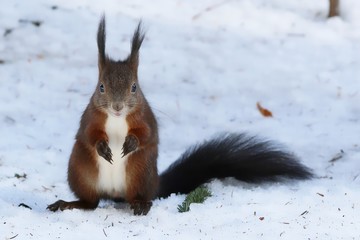 Eichhörnchen im Winter