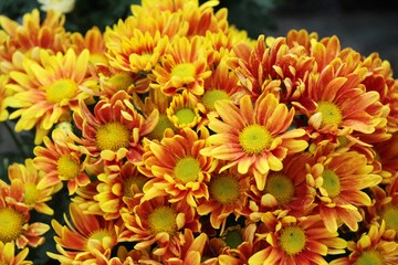 Chrysanthemums flower is beautiful in the garden