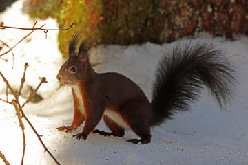Eichhörnchen im Winter
