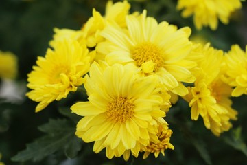 Chrysanthemum morifolium is beautiful in the garden