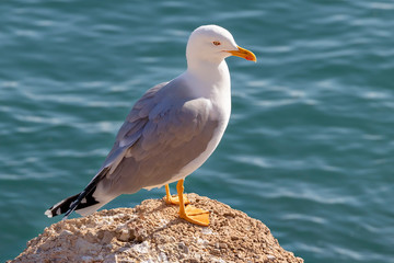 Seagull is sitting on a rock