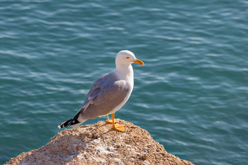 Seagull is sitting on a rock