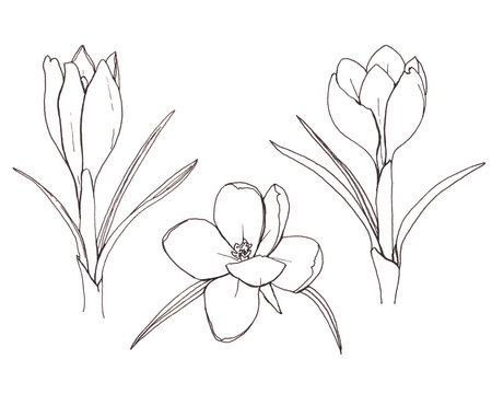 Simple line art ink hand drawn illustration with spring flowers crocus isolated on white background