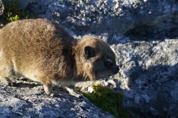 Obraz premium An adorable rock hyrax ( aka 