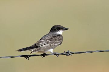 Eastern Kingbird Bear River Wildlife Area Utah 