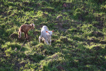 Bezerros, ovelhinhas bebés, Portugal