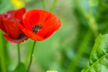 Red poppy background.