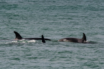 Fototapeta premium Orcas hunting sea lions, Patagonia , Argentina
