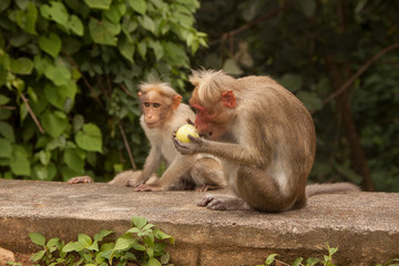 Monkeys