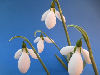 snowdrops on blue background