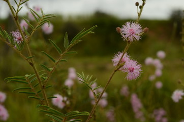 pink flower