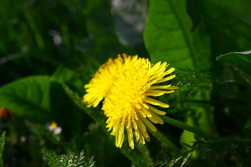 löwenzahnblüte