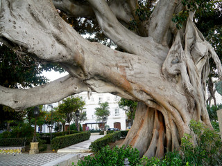 Fototapeta na wymiar ficus tree trunk in the Alameda park in the capital of Cadiz, Andalusia. Spain. Europe