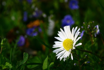 gänseblümchen © Hubert