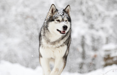 Alaskan Malamute dog on a winter walk in the snow