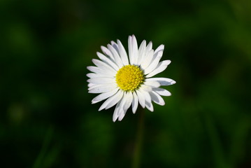gänseblümchen © Hubert