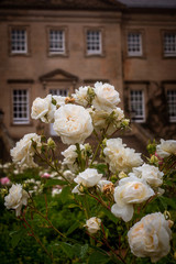 White Roses in the Grounds of a Stately Home in Scotland