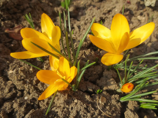 crocus in spring