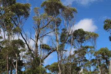 View into the treetops of eucalyptus trees and the blue sky, Australia