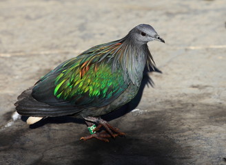 Le nicobar, cousin du dodo © joël BEHR