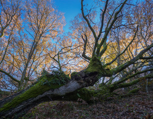 The trunk of a fallen tree against a background of trees with autumnal foliage