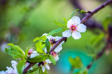 Almond tree flowers bloom background.