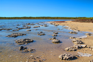 Stromatolites - microbial mat formations at saline Lake Thetis,  Cervantes, Western Australia