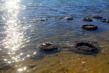 Stromatolites - ancient microbial mats on saline Lake Thetis sparkling in the sun, Cervantes, Western Australia